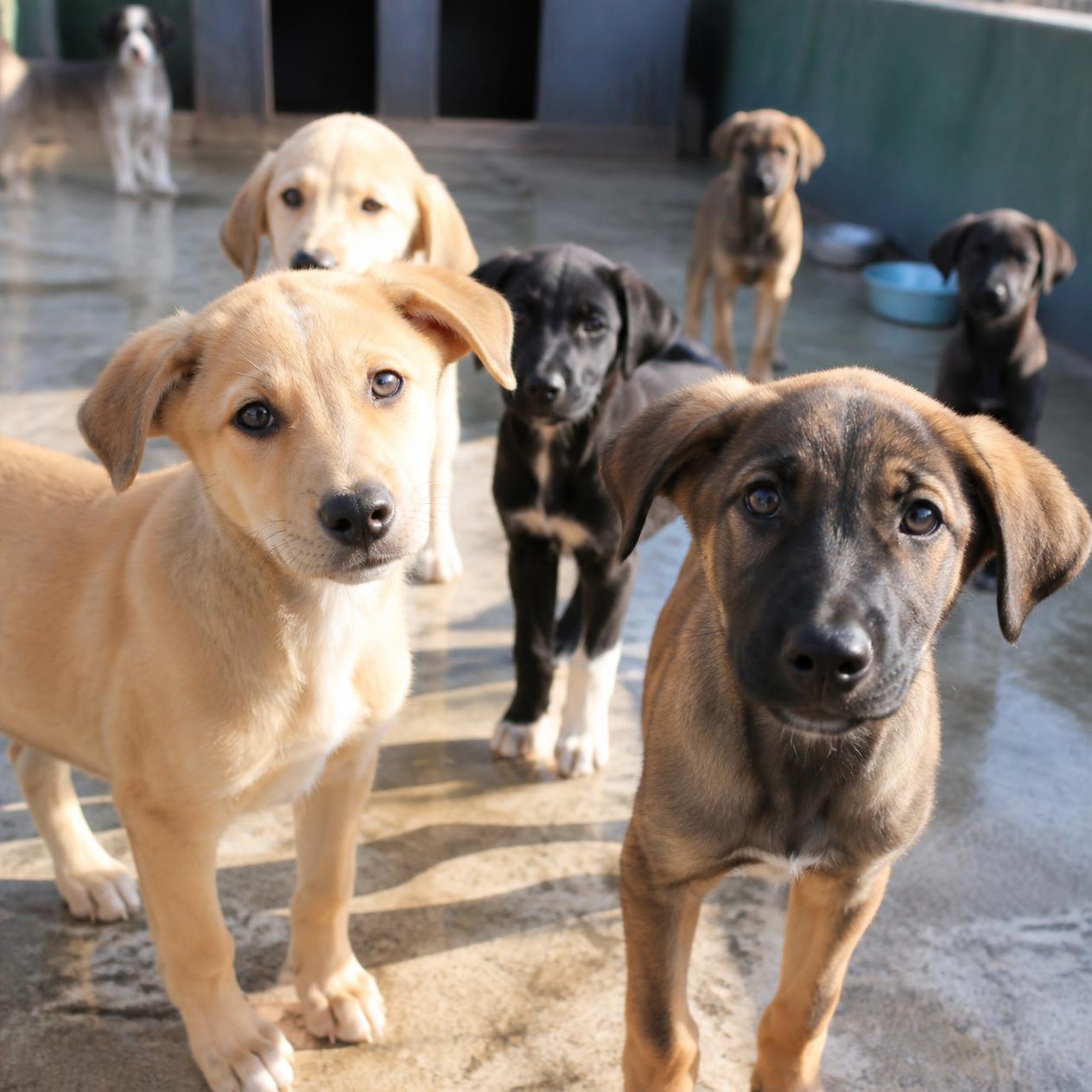 Gruppe Hunde aus dem Auslandstierschutz auf dem Trainingsgelände